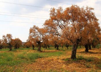 JES'lerin bulunduğu bölgelerde zeytin, incir ve üzüm ağaçlarından binlercesi kurudu. Mahkemelere sunulan bilirkişi raporlarında JES'ler ağaçları kuruturken, suları ve toprağı zehirlediğini ortaya koydular.
