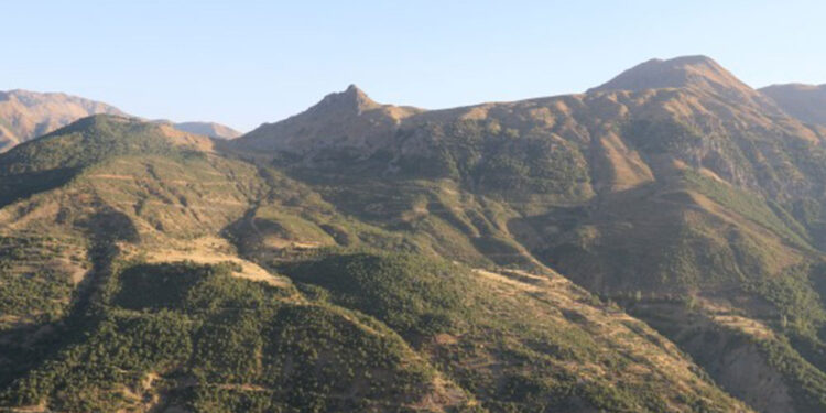 Çiyayê Gerzevel’de bir yıldır ağaçlar katlediliyor