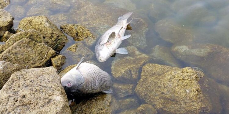 Gölköy’de 10 gündür balıklar ölüyor