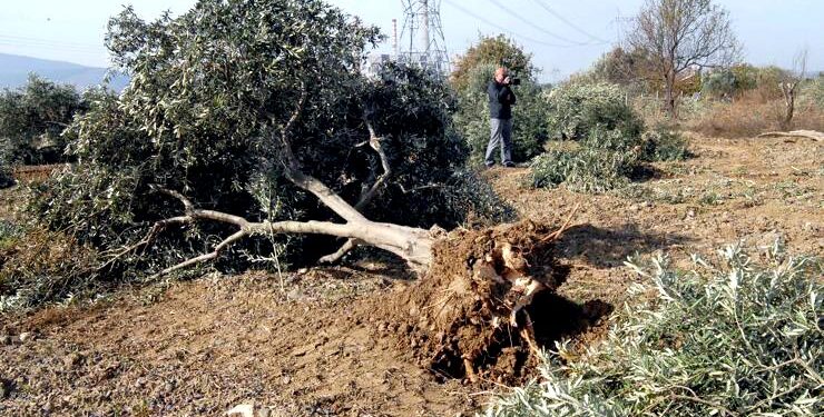 Kolin’e kömür için acele kamulaştırma