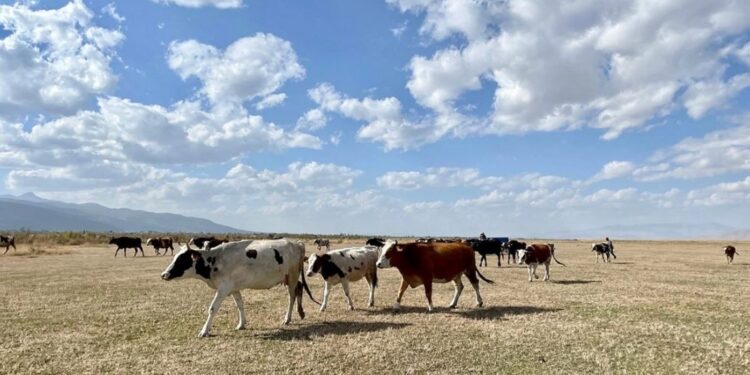 Akşehir Gölü tamamen kurudu