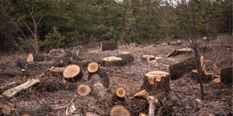 Türkiye Federe Kürdistan’da da ağaç kıyımı yapıyor