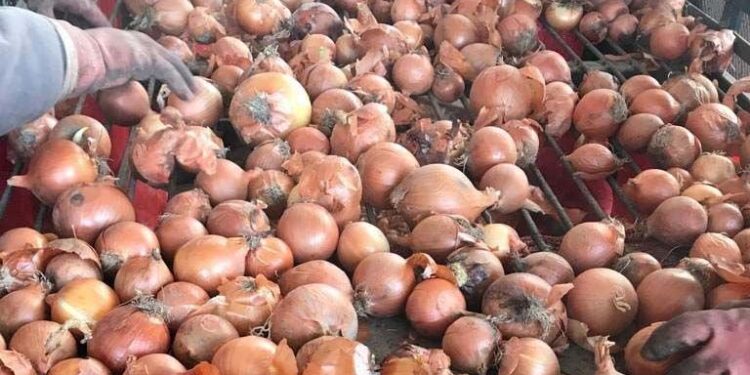 Kuru soğan bile azalacak!