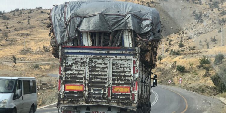 Kesilen ağaçlar kalekollara taşınıyor