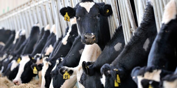 Peynir 200, süt 30 lirayı bulabilir