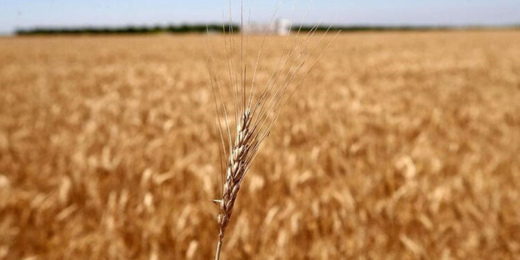 İstanbul’da imzalanmıştı: Rusya tahıl anlaşmasını askıya aldı