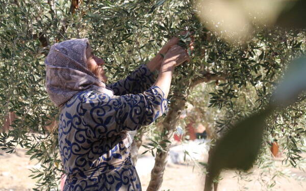 Kobanê’de zeytin hasadı başladı