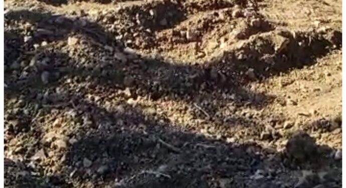 Cudi’de ağaç kıyımı devam ediyor