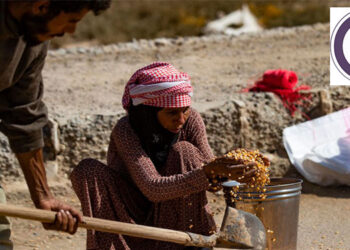 Suriyeli çiftçiler, 16 Ekim 2022'de kuzeydeki Rakka kentindeki mısır hasadına katılıyor. (Delil Süleyman / AFP - Getty Images)