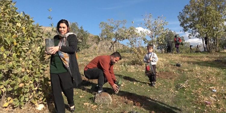 Talana karşı 500 ağaç diktiler