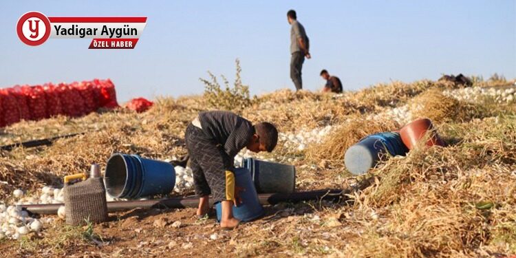 Çocuk hakları kâğıt üstünde