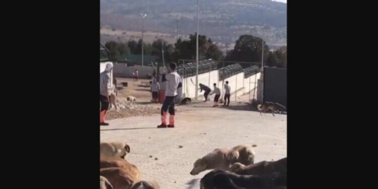 Bakanlık katliamın gerçekleştiği barınakta ‘eksiklik’ tespit etmemiş