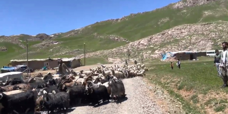 Ağaçların yerini kameralar aldı!