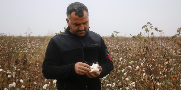 Pamuk eken çiftçiler zararda: Traktörü satacak borcunu kapatacak