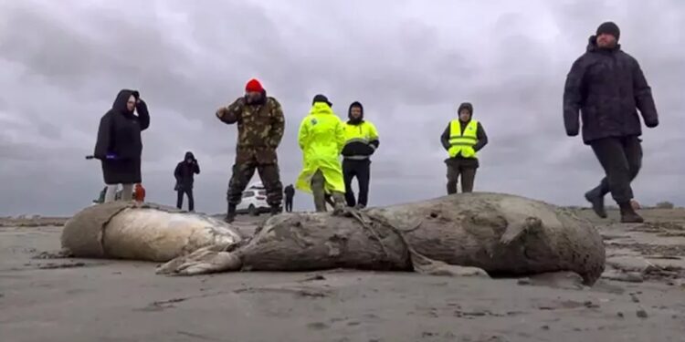 Hazar Denizi kıyısına 2 bin 500 ölü fok vurdu