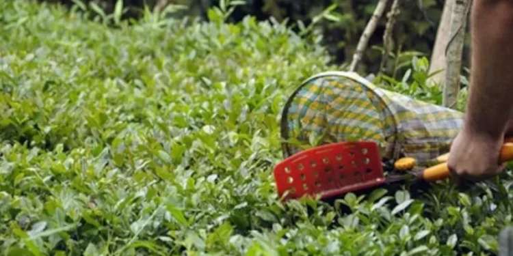 Yaş çayda fark ödemesi 30 kuruş olacak