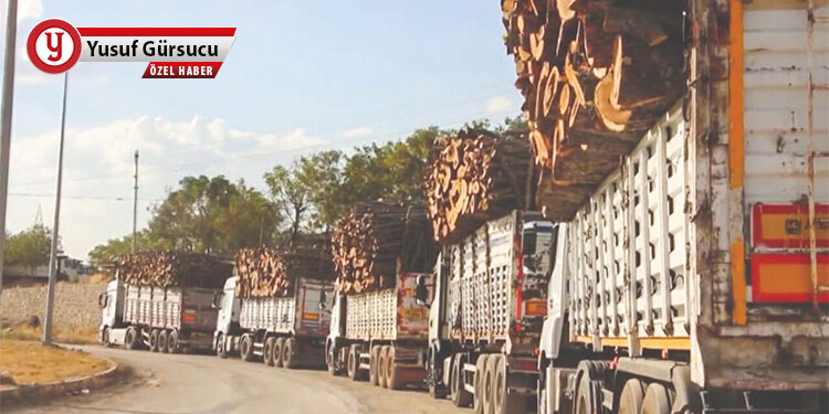 126 bin hektar ormana maden