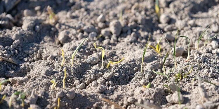 Konya Ovası’nda kuraklık hasarı: Durum gün geçtikçe kötüye gidiyor