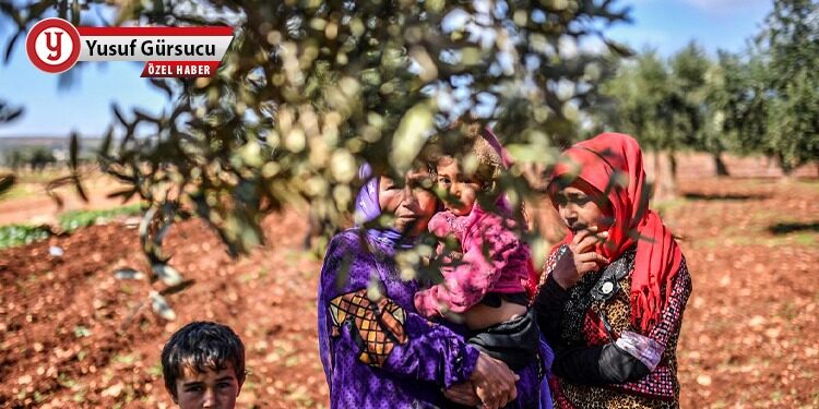 Efrîn’de ekolojik yıkım ve zeytin katliamı!