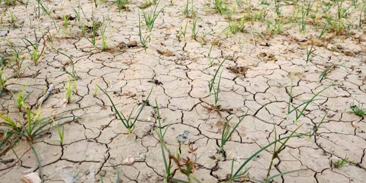 Kuraklık tarımı tehdit ediyor