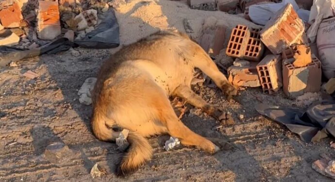 Amed’de hayvan katliamı: Birçok hayvan cesedi bulundu