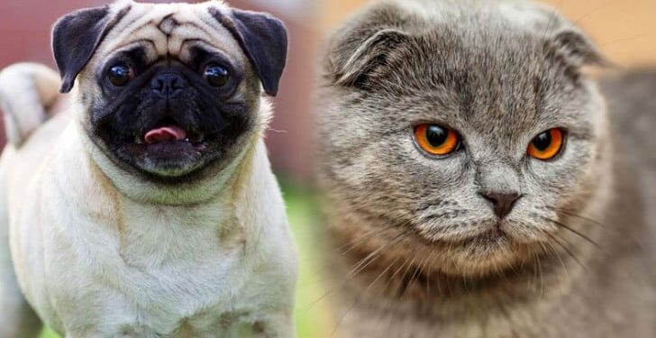 Hollanda ‘cins’ hayvanları yasaklıyor