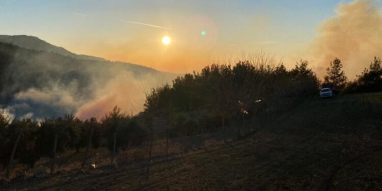 Osmaniye’de orman yangını