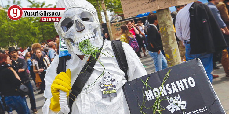 Monsanto’nun GDO’lu mısırına bir onay daha!