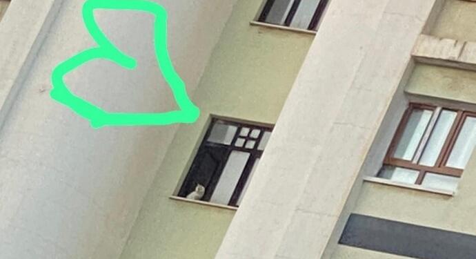 Galeria İş Merkezi’nde 14 hayvan mahsur durumda