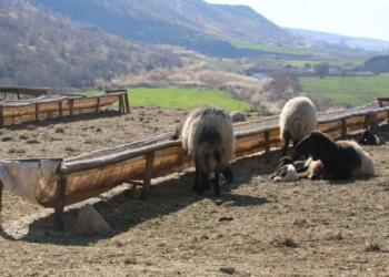 Koçerleri de kriz vurdu: Koyunlarını satmak zorında kalıyorlar
