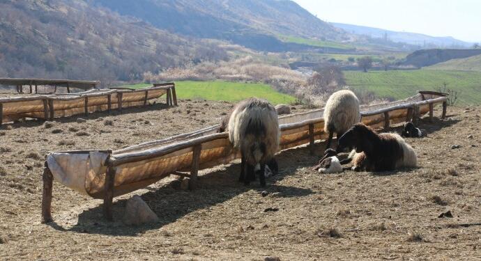 Koçerleri de kriz vurdu: Koyunlarını satmak zorında kalıyorlar