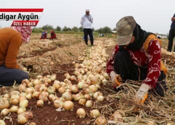 Mülteciler katmerli sömürü altında