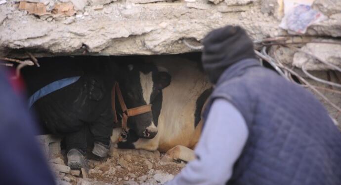 Zinkon köyünde bikaç hayvan 16. günde sağ çıkarıldı