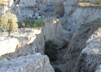 Ermence Mahallesi’nde yer yarıldı, zeytin ağaçlarını yuttu