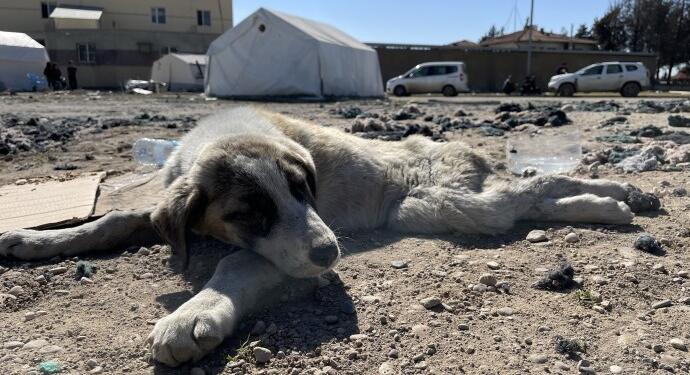 İki ayağı kırılan yavru köpek tedavi edilmeyi bekliyor