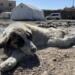 Çadır kentteki yaralı yavru köpek yaşamını yitirdi