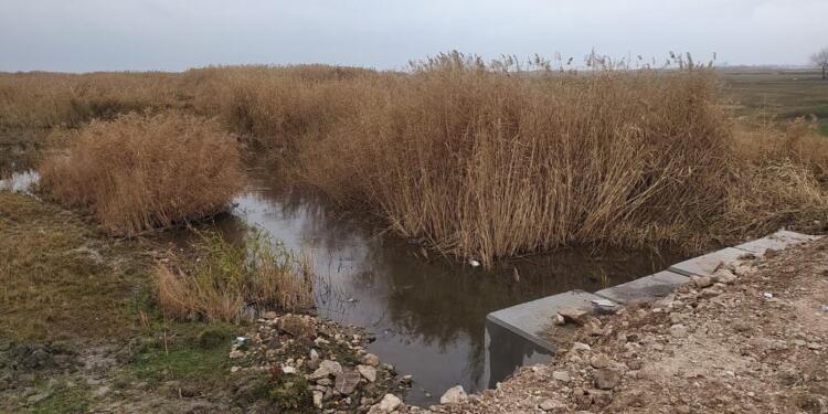 Wan’ın sazlıkları yok ediliyor