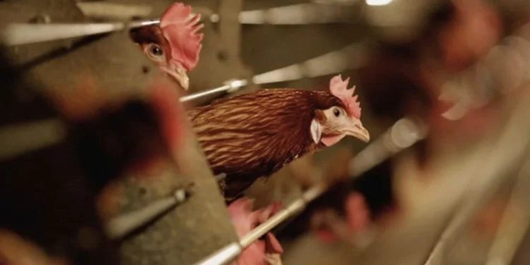 İki kentte kuş gribi iddiası: 6.5 milyon kanatlı hayvan öldürüldü