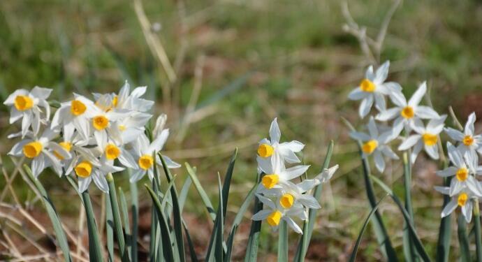 Hespîst Ovası’na bahar geldi: Nergis kokuları her yeri sardı