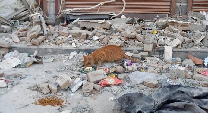 Deprem kentlerinde hayvanlar ölüme terk edildi
