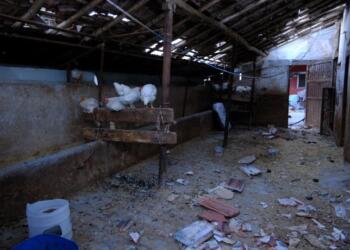 Köy köy dolaşıp sağ kalan hayvanları yok pahasına aldılar!