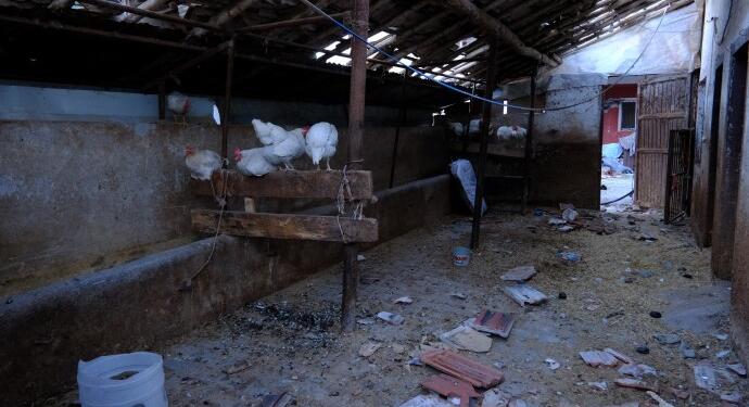 Köy köy dolaşıp sağ kalan hayvanları yok pahasına aldılar!