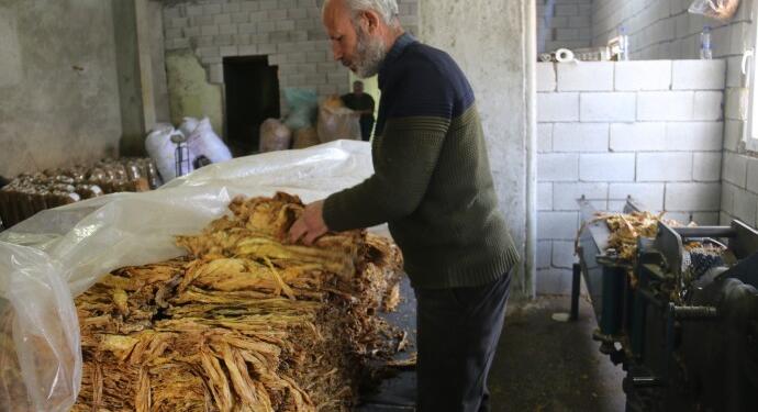 Ambarlarda saklanan tütün enkaz altında kaldı: Fiyatlar ikiye katlandı