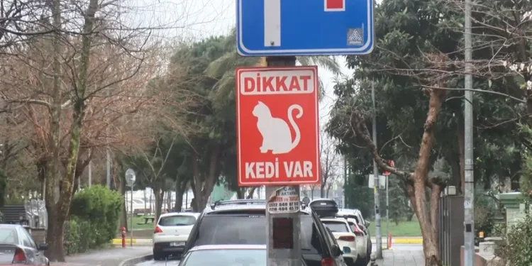 Kadıköy’de iki günde 34 kedi ölü bulundu