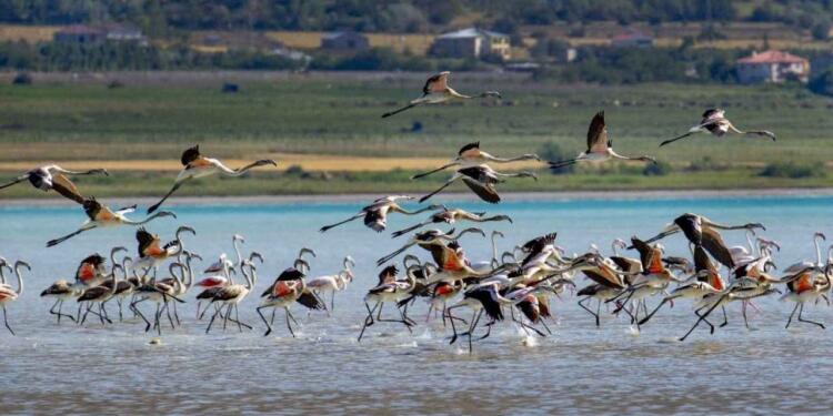 Wan Gölü’nde flamingo şöleni başladı