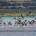 Wan Gölü’nde flamingo şöleni başladı