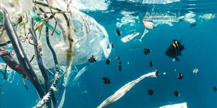 Okyanuslarda kirliliğin yarattı yeni türler!