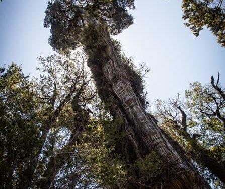 Şili’de 5 bin yıllık ağaç bulundu