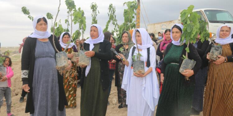 Êzidî kadınlar Abdullah Öcalan için 300 fidan dikti
