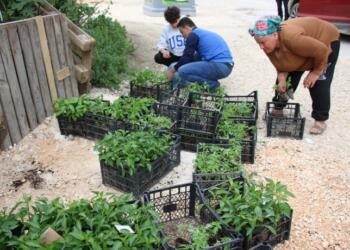 Hatay’da çiftçiler için ‘Askıda Fide’ kampanyası